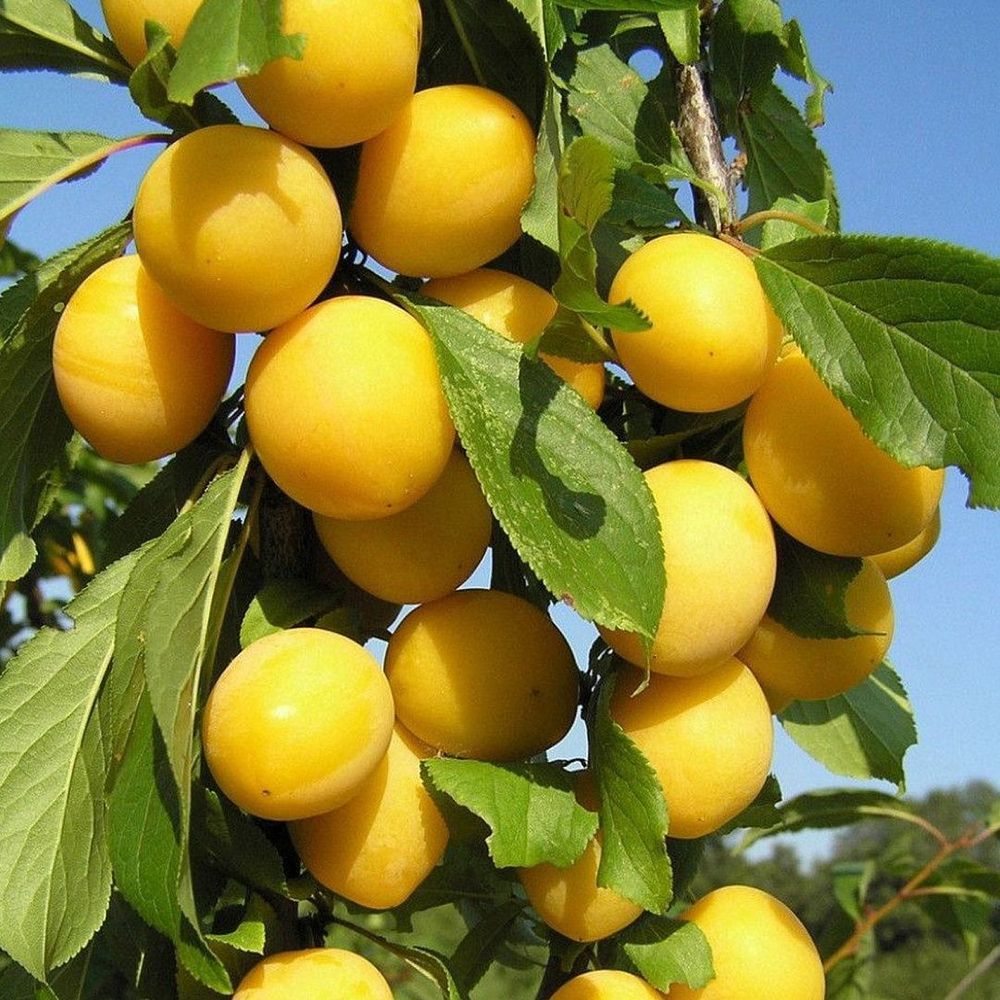 куст Алыча