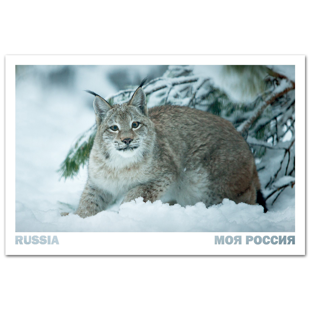 Сибирская рысь. Новосибирский зоопарк