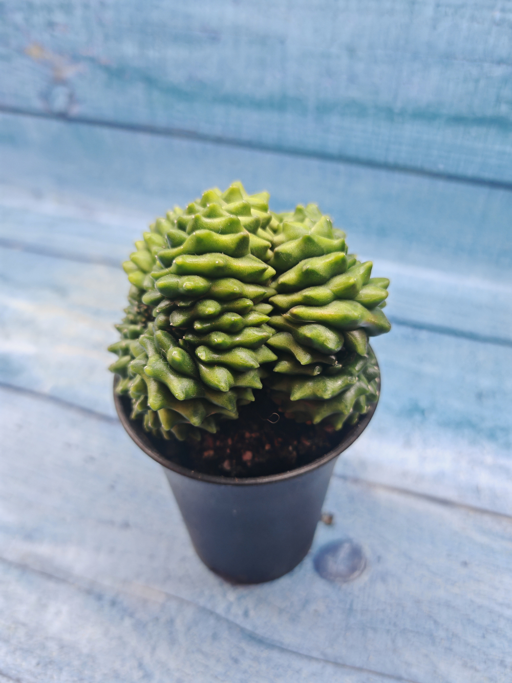 Gymnocalycium Spineless Crested form (Гимнокалициум Кристатный)