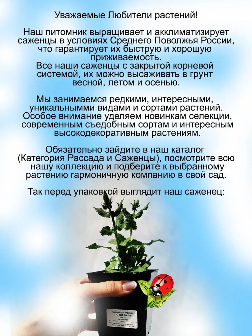 Шалфей Салют Вайт белый дубравный