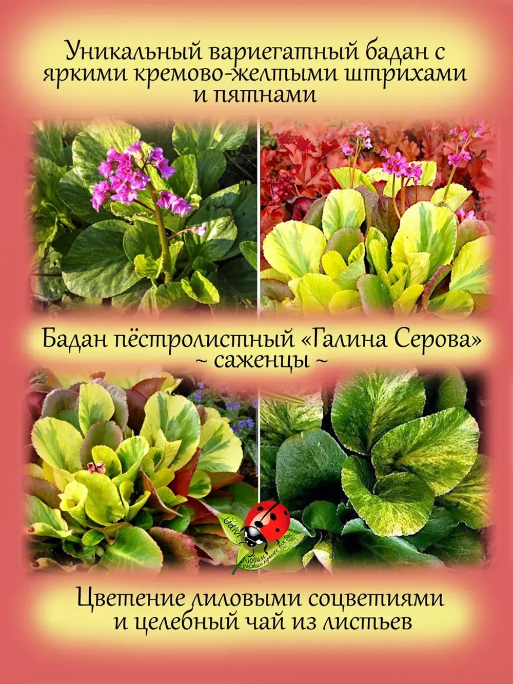 Бадан Галина Серова вариегатный пёстролистный