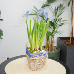 Композиция с первоцветами Мускари моно