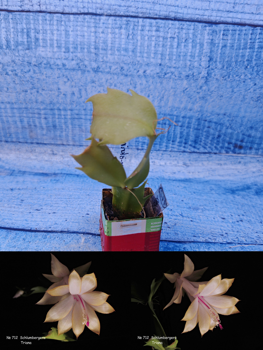 Schlumbergera cv. Triana (Шлюмбергера)