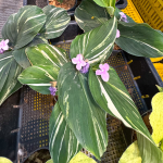 Кемпферия 03 TURTLE GREEN