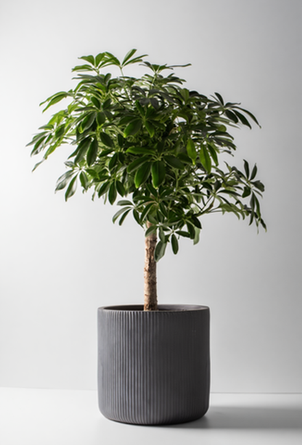 Шеффлера Компакта на стволе 30/140