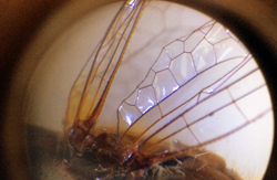 Развивающая игра Микромир 3D