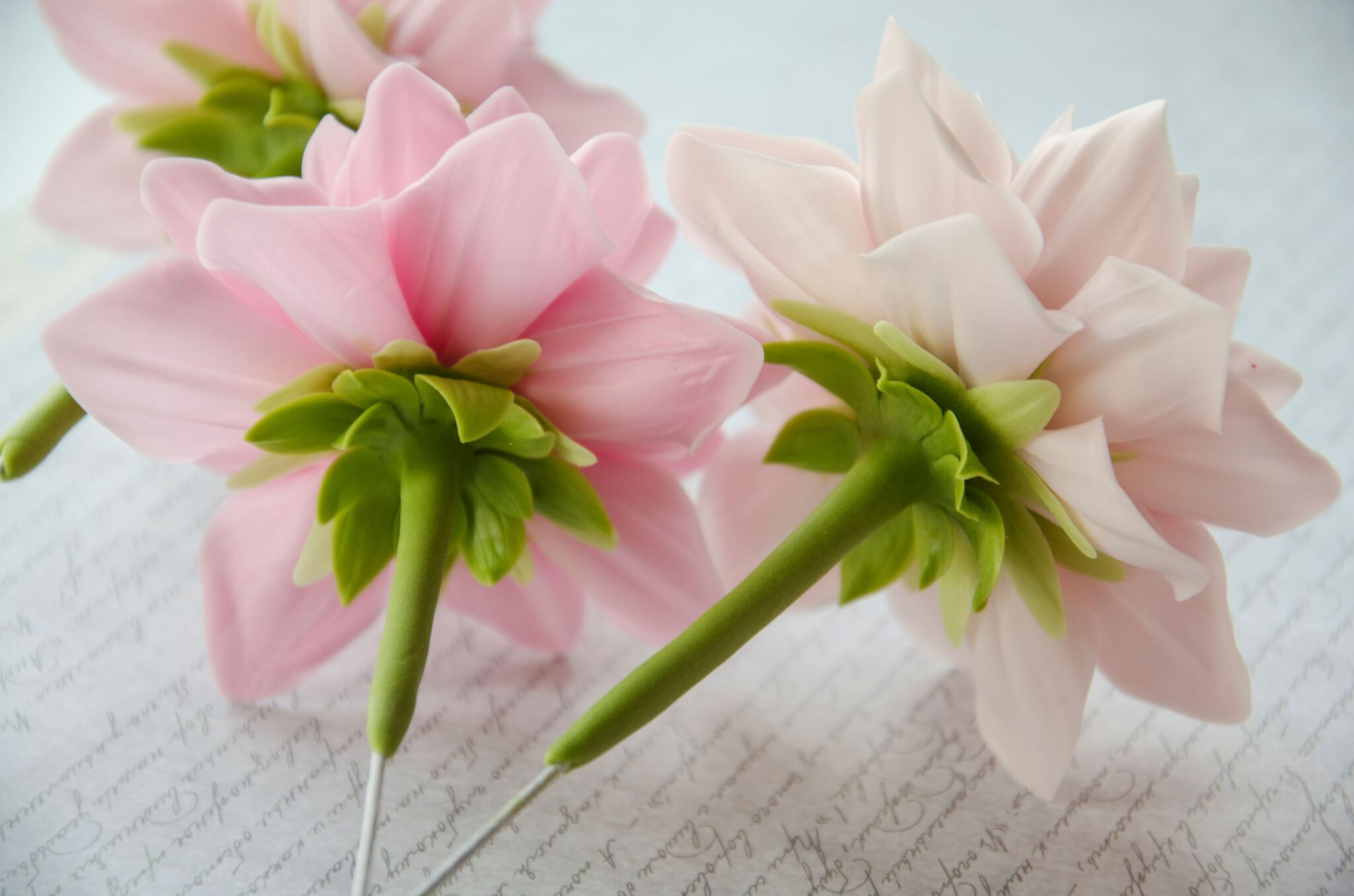 Чашелистик георгина