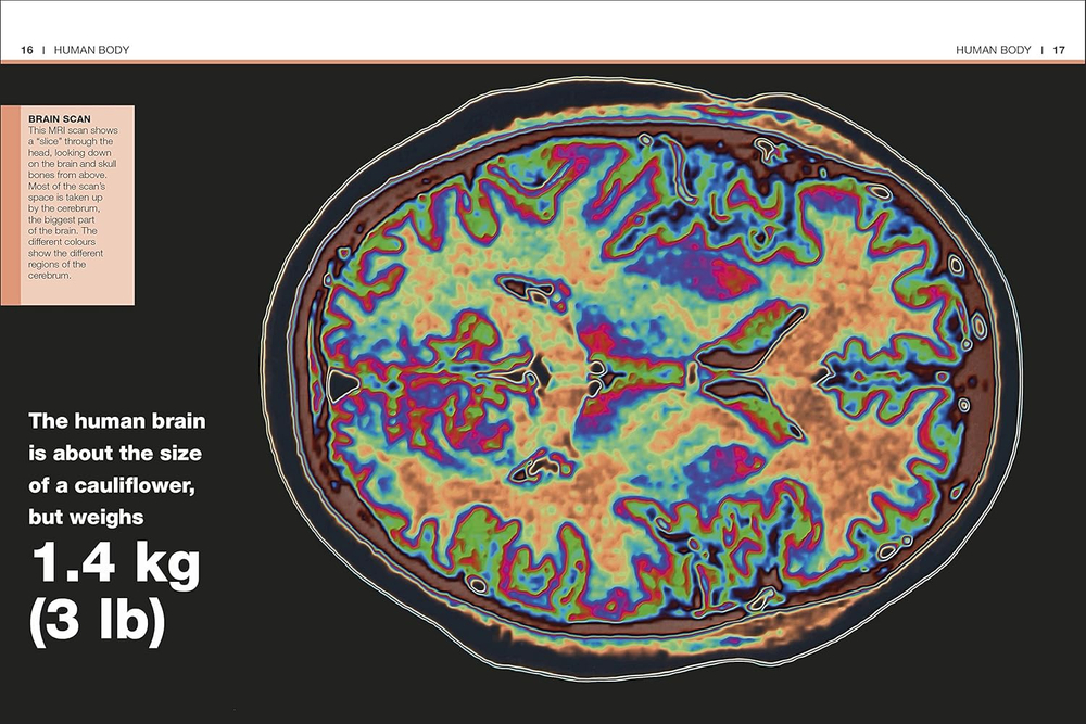 Human Body (Pocket Eyewitness)