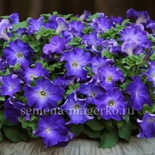 Петуния  крупноцветковая Фалькон Мид Блю F1 100 драже