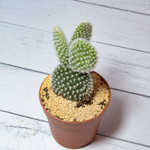 Opuntia Microdasys Albata (Опунция)