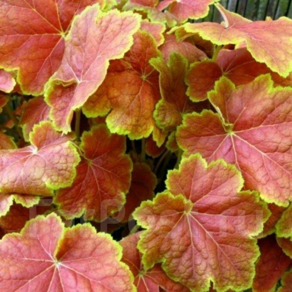 Гейхера Тирамису