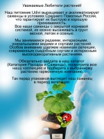 Пеларгония Мидори Буке розебудная