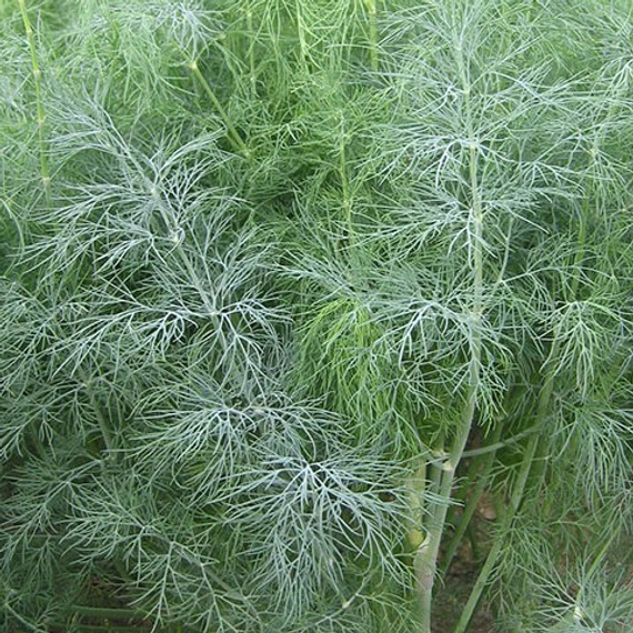 Голдкрон семена укропа (Enza Zaden / ALEXAGRO) культура – фото 4