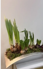 Композиция из луковичных первоцветов в кашпо