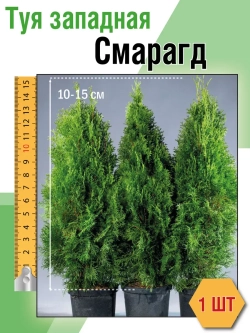 Саженец Туя западная Смарагд 1 шт.