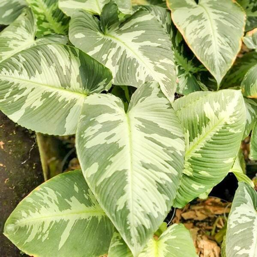 Шизматоглоттис CAMOUFLAGE