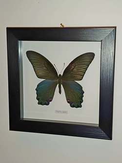 Бабочка Papilio dialis в рамке