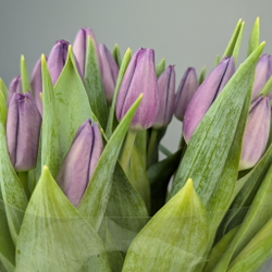 Пачка Сиреневых Тюльпанов (25 шт.)