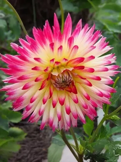 Георгин кактусовидный Таити Санрайз