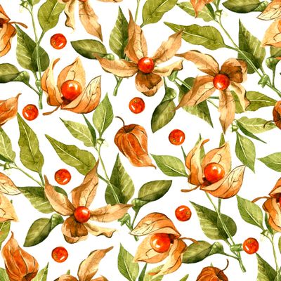 Акварельный физалис