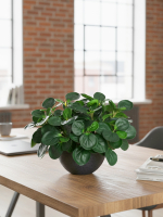 Пеперомия искусственная зеленая 35см в кашпо Лофт