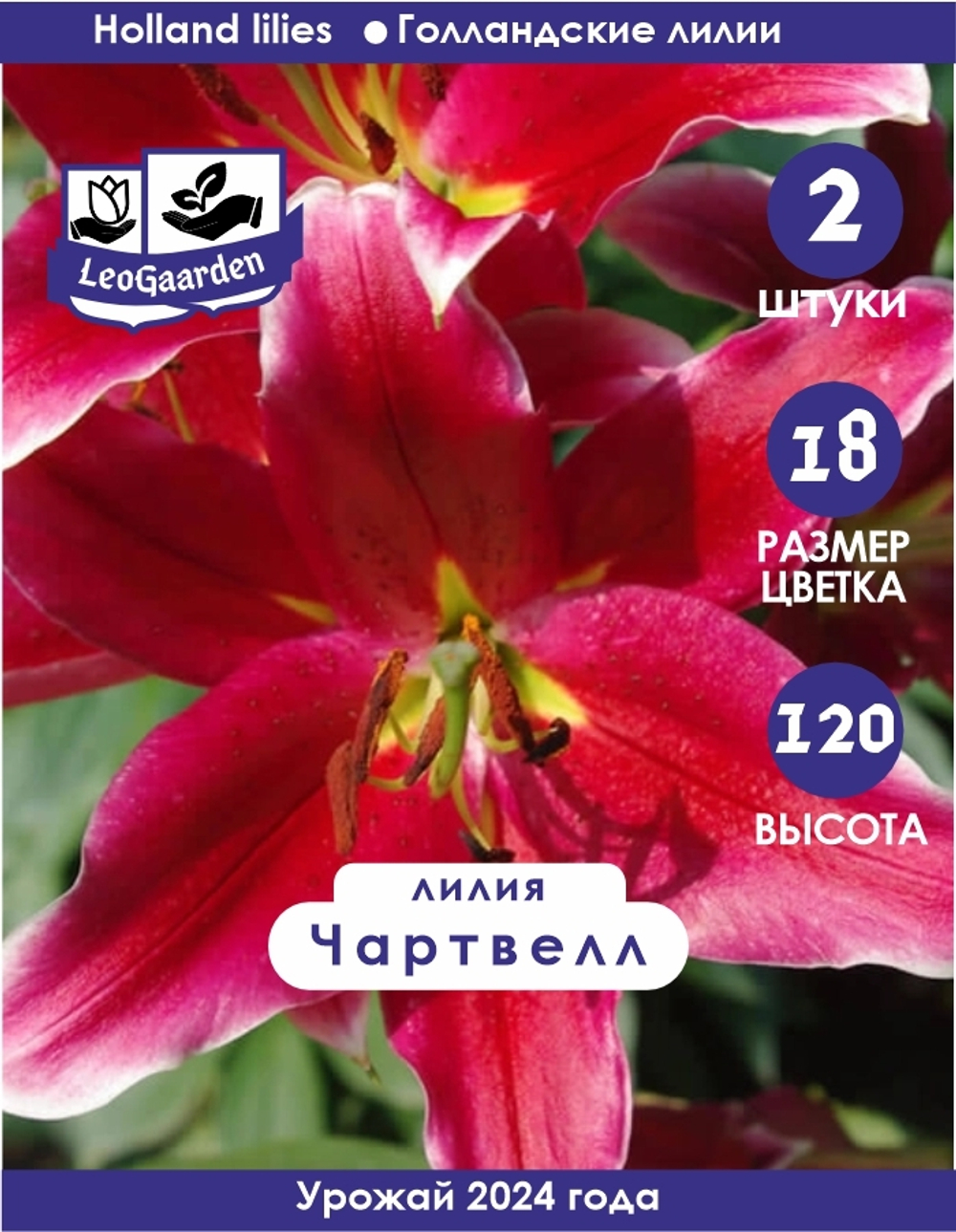 Лилия Луковица, Чартвелл, 2 шт