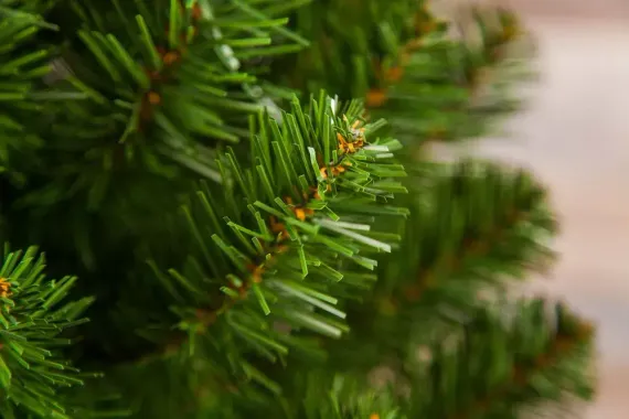 Ель Альпийская в мешочке 90 см., мягкая хвоя, Triumph Tree (73562)