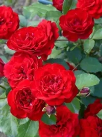 Роза Лаваглут штамб 90-100 см Закупка М17 весна 2026