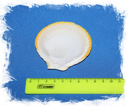 Гребешок Солнце и Луна Белая створка