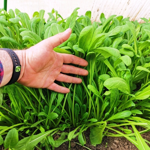 Зелень Мибу - Мибусаи - Мибуна (壬生菜)