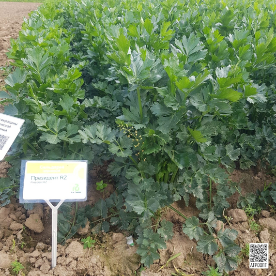 Президент РЗ семена сельдерея (Rijk Zwaan / Райк Цваан) культура – фото 5