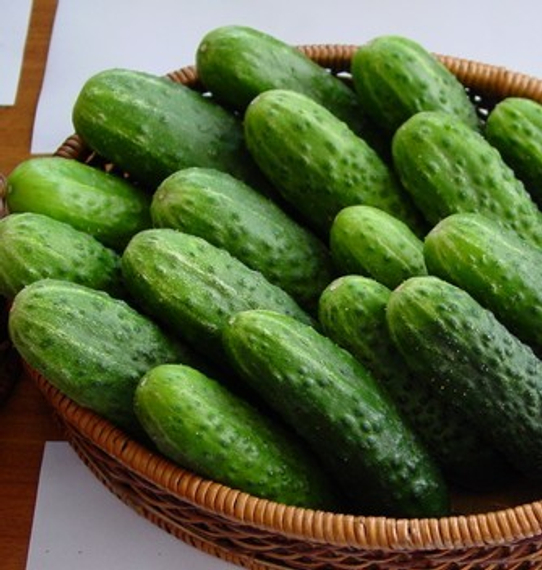 Монисия F1 семена огурца партенокарпического (Seminis / Семинис) продукт