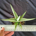 Сансевиерия SWAN DANCER