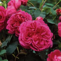 Леди Оф Мегинч (Lady Of Megginch)