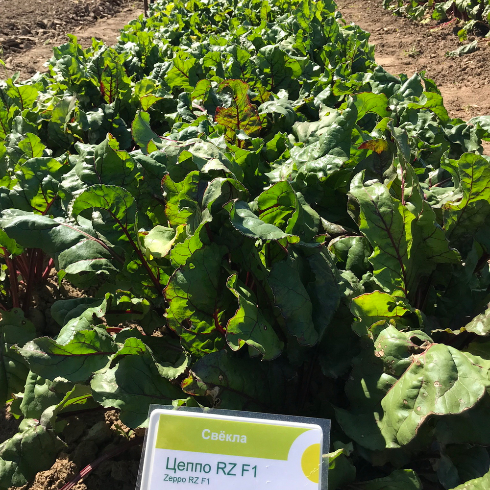 Цеппо F1 семена свеклы (Rijk Zwaan / Райк Цваан)