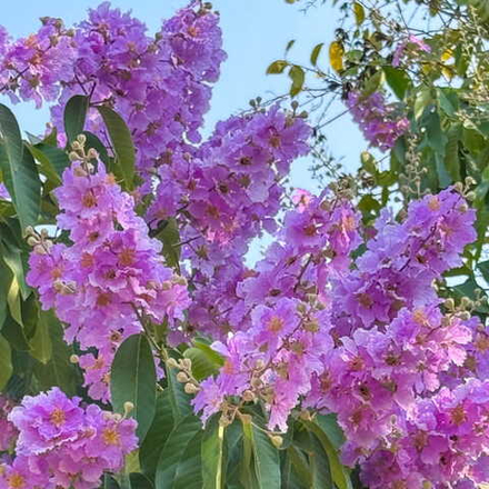Лагерстремия обильноцветущая