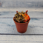 Gymnocalycium Friedrichii (Гимнокалициум)