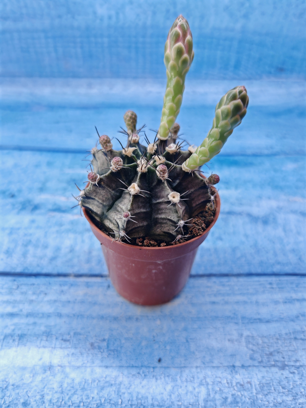 Gymnocalycium Friedrichii (Гимнокалициум)