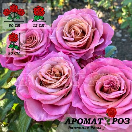 Сингл Малт (Single Malt)