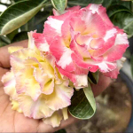 Адениум THONG CHOMPHU