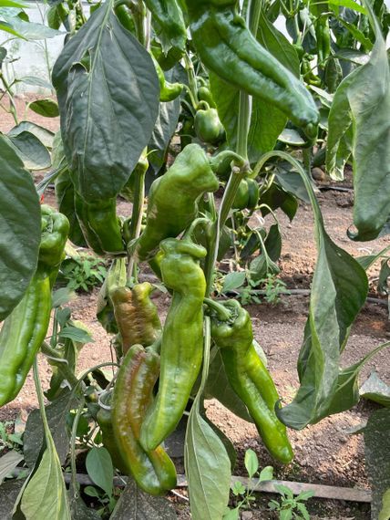 Палермо F1 семена перца сладкого Rijk Zwaa-Райк Цваан описание