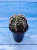 Gymnocalycium T-Rex Pink hybride (Гимнокалициум T-rex)