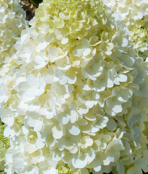 Гортензия метельчатая Меджикал Маттерхорн Р9 Закупка М59 апрель 2026