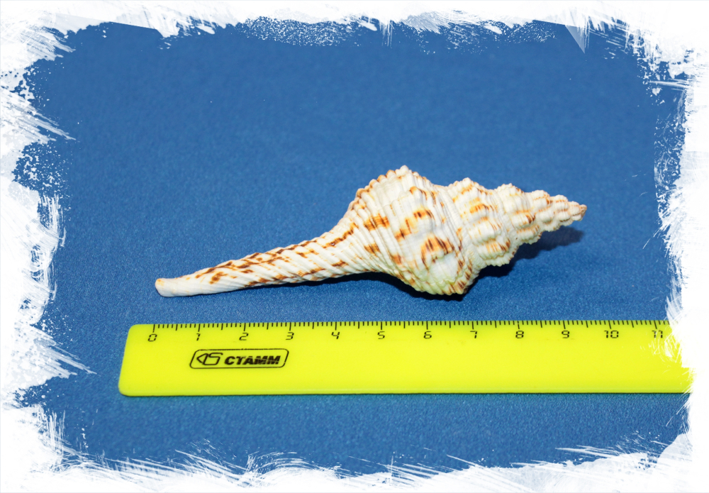 Фусинус Никобарикус размер