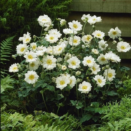 Анемона гибридная Whirlwind