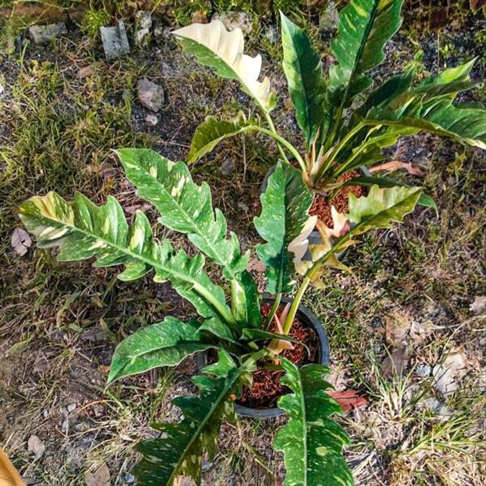 Филодендрон RING OF FIRE VAR