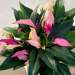 Антуриум Андрэ ZIZOU