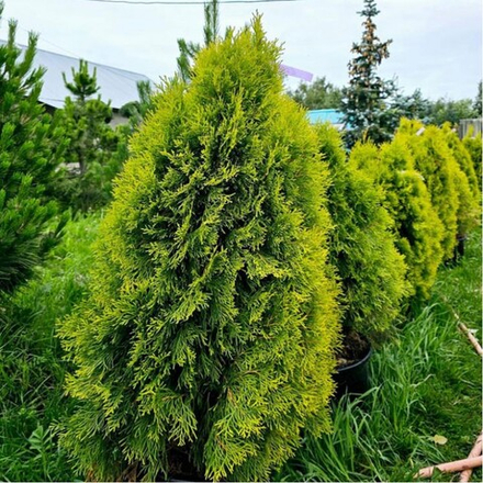 Туя западная Голден Смарагд f34 100-120
