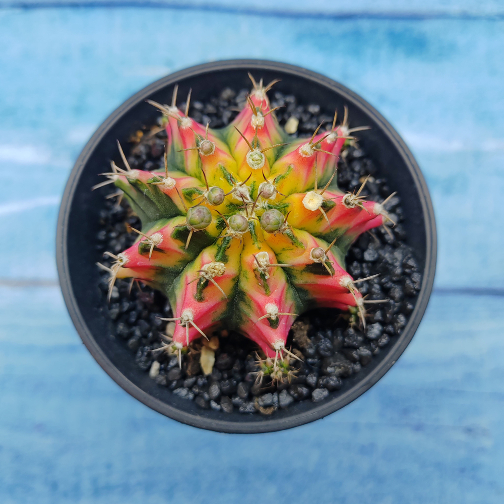 Gymnocalycium Variegata (Гимнокалициум Вариегатный)
