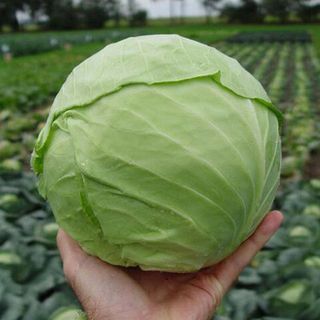 Капуста белокочанная Хипо  F1  2500 (семян)